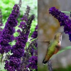 Black Knight Butterfly Bush - 1 Gallon Pot 8 Black Knight Butterfly Bush - 1 Gallon Pot -Outlet Aegis Garden Store Butterfly Bush Black Knight 1