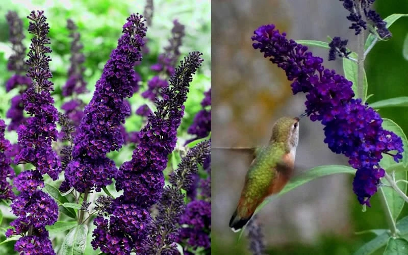 Black Knight Butterfly Bush - 1 Gallon Pot 5 Black Knight Butterfly Bush - 1 Gallon Pot - Image 3