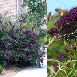 Black Knight Butterfly Bush - 1 Gallon Pot 9 Black Knight Butterfly Bush - 1 Gallon Pot -Outlet Aegis Garden Store Butterfly Bush Black Knight 2