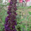 Black Knight Butterfly Bush - 3 Gallon Pot -Outlet Aegis Garden Store Butterfly Bush Black Knight 500x750 2
