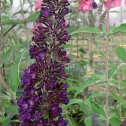 Black Knight Butterfly Bush - 3 Gallon Pot