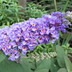 Lo & Behold Blue Chip Dwarf Butterfly Bush - 1 Gallon Pot 16 Lo & Behold Blue Chip Dwarf Butterfly Bush - 1 Gallon Pot -Outlet Aegis Garden Store Butterfly Bush Blue Chip 1