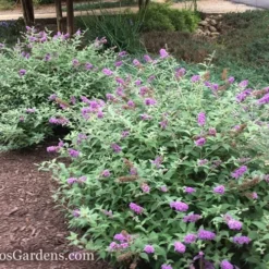 Lo & Behold Blue Chip Dwarf Butterfly Bush - 1 Gallon Pot 15 Lo & Behold Blue Chip Dwarf Butterfly Bush - 1 Gallon Pot -Outlet Aegis Garden Store Butterfly Bush Blue Chip 50 1