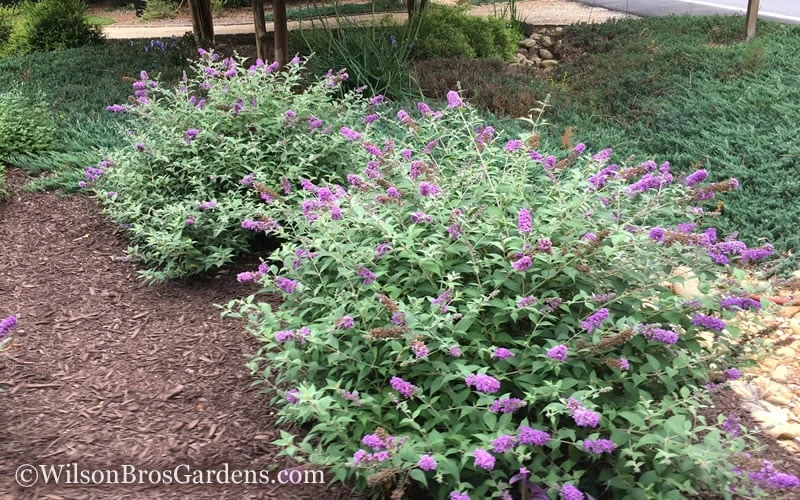 Lo & Behold Blue Chip Dwarf Butterfly Bush - 1 Gallon Pot 7 Lo & Behold Blue Chip Dwarf Butterfly Bush - 1 Gallon Pot - Image 5