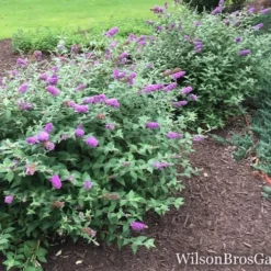 Lo & Behold Blue Chip Dwarf Butterfly Bush - 1 Gallon Pot 14 Lo & Behold Blue Chip Dwarf Butterfly Bush - 1 Gallon Pot -Outlet Aegis Garden Store Butterfly Bush Blue Chip Buddleia wb 1