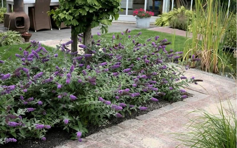 Lo & Behold Blue Chip Dwarf Butterfly Bush - 1 Gallon Pot 11 Lo & Behold Blue Chip Dwarf Butterfly Bush - 1 Gallon Pot - Image 9