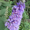 Lo & Behold Blue Chip Dwarf Butterfly Bush - 1 Gallon Pot -Outlet Aegis Garden Store Butterfly Bush Blue Chip Rev 500x750 2