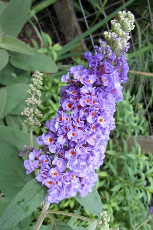 Lo & Behold Blue Chip Dwarf Butterfly Bush - 1 Gallon Pot 3 Lo & Behold Blue Chip Dwarf Butterfly Bush - 1 Gallon Pot