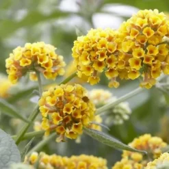 Honeycomb Yellow Butterfly Bush - 1 Gallon Pot 9 Honeycomb Yellow Butterfly Bush - 1 Gallon Pot -Outlet Aegis Garden Store Butterfly Bush Honeycomb Yellow 2