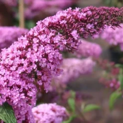 Pink Delight Butterfly Bush - 3 Gallon Pot -Outlet Aegis Garden Store Butterfly Bush Pink Delight Flower 1