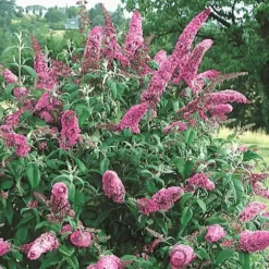 Pink Delight Butterfly Bush - 3 Gallon Pot -Outlet Aegis Garden Store Butterfly Bush Pink Delight Flower 2 1