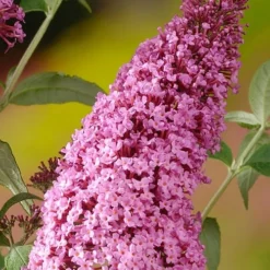Pink Delight Butterfly Bush - 3 Gallon Pot -Outlet Aegis Garden Store Butterfly Bush Pink Delight Rev 500x750 2