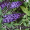 Pugster Blue Butterfly Bush - Buddleia - 2 Gallon Pot
