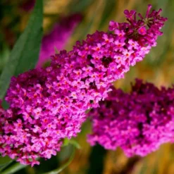 Royal Red Butterfly Bush - Buddleia - 3 Gallon Pot -Outlet Aegis Garden Store Butterfly Bush Royal Red