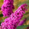 Royal Red Butterfly Bush - Buddleia - 3 Gallon Pot -Outlet Aegis Garden Store Butterfly Bush Royal Red 500x750 1