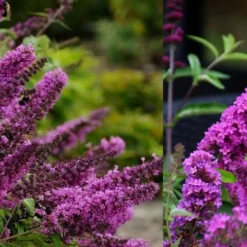Buddleia Flutterby Petite Tutti Fruitti Dwarf Butterfly Bush - 3 Gallon Pot -Outlet Aegis Garden Store Butterfly Bush Tutti Fruitti