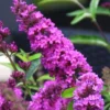 Buddleia Flutterby Petite Tutti Fruitti Dwarf Butterfly Bush - 1 Gallon Pot -Outlet Aegis Garden Store Butterfly Bush Tutti Frutti 500x750 2