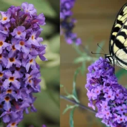 Buddleia Flutterby Petite Blue Heaven Dwarf Butterfly Bush - 6 Pack Of 1 Gallon Pots -Outlet Aegis Garden Store Butterfly Flutterby Blue heaven