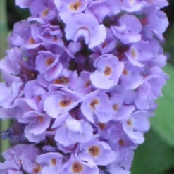 Buddleia Flutterby Petite Blue Heaven Dwarf Butterfly Bush - 3 Gallon Pot