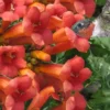 Madame Galen Trumpet Vine (Campsis) - 1 Gallon Pot -Outlet Aegis Garden Store Campsis Madame Galen 16 1