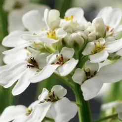 Tahoe Candytuft - Iberis Sempervirens - 10 Count Flat Of Quart Pots 14 Tahoe Candytuft - Iberis Sempervirens - 10 Count Flat Of Quart Pots -Outlet Aegis Garden Store Candytuft Tahoe 1