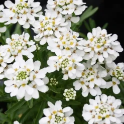Tahoe Candytuft - Iberis Sempervirens - 10 Count Flat Of Quart Pots 13 Tahoe Candytuft - Iberis Sempervirens - 10 Count Flat Of Quart Pots -Outlet Aegis Garden Store Candytuft Tahoe 2