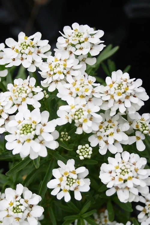 Tahoe Candytuft - Iberis Sempervirens - 10 Count Flat Of Quart Pots 7 Tahoe Candytuft - Iberis Sempervirens - 10 Count Flat Of Quart Pots - Image 5