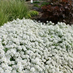 Tahoe Candytuft - Iberis Sempervirens - 10 Count Flat Of Quart Pots 12 Tahoe Candytuft - Iberis Sempervirens - 10 Count Flat Of Quart Pots -Outlet Aegis Garden Store Candytuft Tahoe 3
