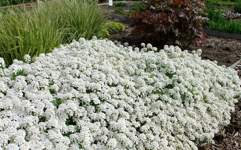 Tahoe Candytuft - Iberis Sempervirens - 10 Count Flat Of Quart Pots 6 Tahoe Candytuft - Iberis Sempervirens - 10 Count Flat Of Quart Pots - Image 4