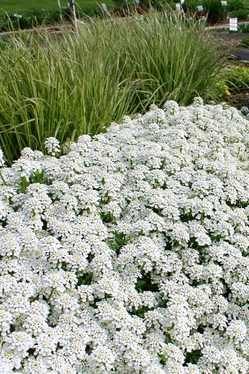 Tahoe Candytuft - Iberis Sempervirens - 10 Count Flat Of Quart Pots 3 Tahoe Candytuft - Iberis Sempervirens - 10 Count Flat Of Quart Pots