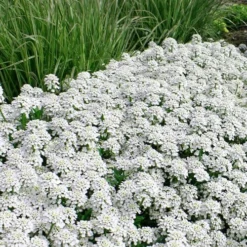 Tahoe Candytuft - Iberis Sempervirens - 10 Count Flat Of Quart Pots 15 Tahoe Candytuft - Iberis Sempervirens - 10 Count Flat Of Quart Pots -Outlet Aegis Garden Store Candytuft Tahoe 5