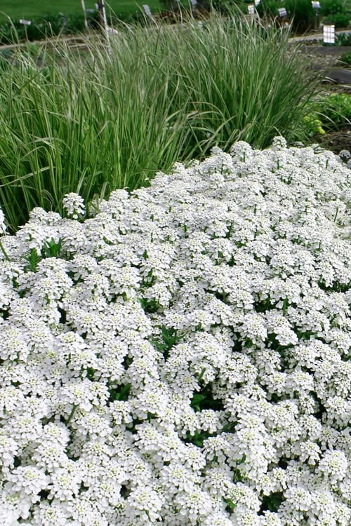 Tahoe Candytuft - Iberis Sempervirens - 10 Count Flat Of Quart Pots 9 Tahoe Candytuft - Iberis Sempervirens - 10 Count Flat Of Quart Pots - Image 7
