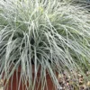 Evercolor Everest Carex - 1 Gallon Pot -Outlet Aegis Garden Store Carex Evercolor Everest 500x750 1