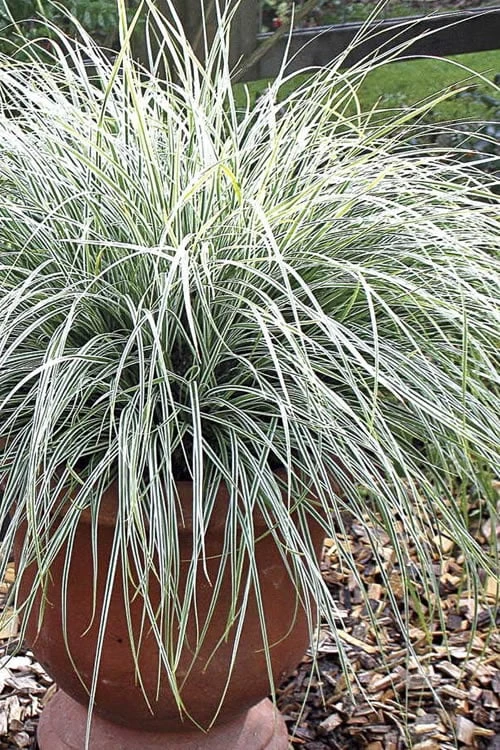 Evercolor Everest Carex - 1 Gallon Pot 3 Evercolor Everest Carex - 1 Gallon Pot
