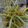 Evercolor Everglow Carex - 1 Gallon Pot -Outlet Aegis Garden Store Carex Evercolor Everglow 3