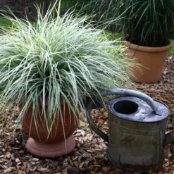 Evercolor Everest Carex - 1 Gallon Pot 12 Evercolor Everest Carex - 1 Gallon Pot -Outlet Aegis Garden Store Carex Evercolr Everest 1