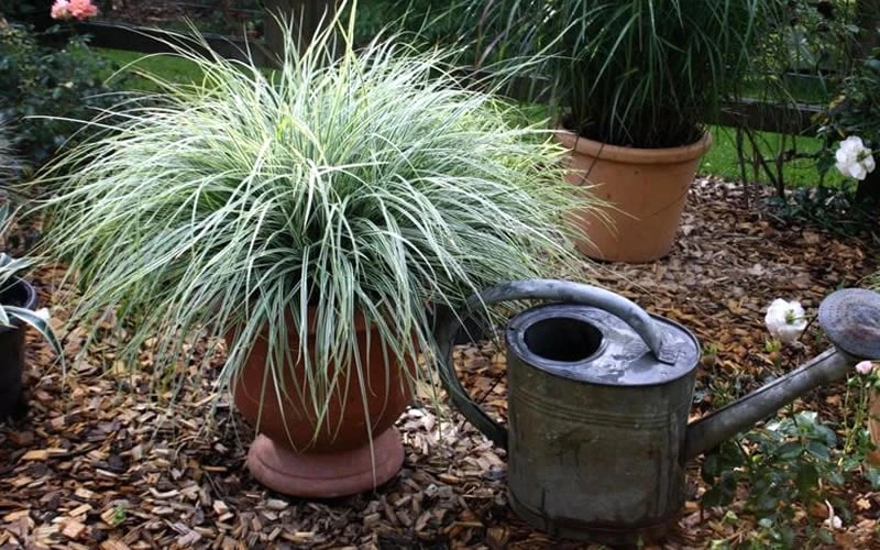 Evercolor Everest Carex - 1 Gallon Pot 7 Evercolor Everest Carex - 1 Gallon Pot - Image 5