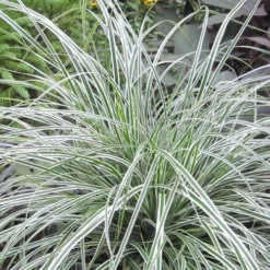 Evercolor Everest Carex - 1 Gallon Pot 11 Evercolor Everest Carex - 1 Gallon Pot -Outlet Aegis Garden Store Carex Evercolr Everest 2