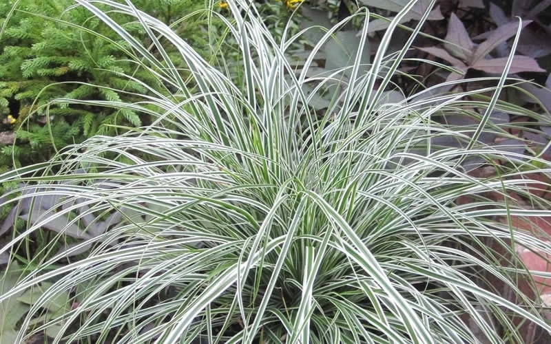 Evercolor Everest Carex - 1 Gallon Pot 6 Evercolor Everest Carex - 1 Gallon Pot - Image 4