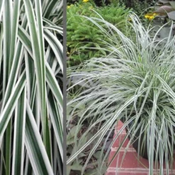 Evercolor Everest Carex - 1 Gallon Pot 13 Evercolor Everest Carex - 1 Gallon Pot -Outlet Aegis Garden Store Carex Evercolr Everest 3