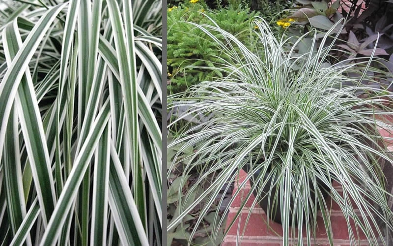 Evercolor Everest Carex - 1 Gallon Pot 8 Evercolor Everest Carex - 1 Gallon Pot - Image 6