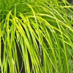 Evercolor Everillo Carex - 6 Pack Of 1 Gallon Pots -Outlet Aegis Garden Store Carex Everillo 500x750 1