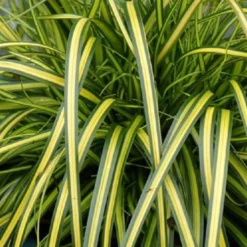 Evercolor Eversheen Carex - 5 Pack Of Quart Pots -Outlet Aegis Garden Store Carex Eversheen 1 1