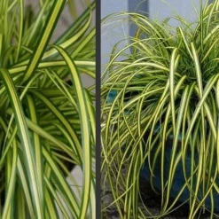 Evercolor Eversheen Carex - 5 Pack Of Quart Pots -Outlet Aegis Garden Store Carex Eversheen 2 1