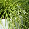 Evercolor Eversheen Carex - 5 Pack Of Quart Pots 1 Evercolor Eversheen Carex - 5 Pack Of Quart Pots -Outlet Aegis Garden Store Carex Eversheen 500x750 2