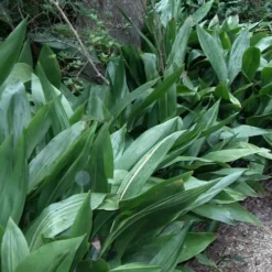 Cast Iron Plant - 6 Pack Of 1 Gallon Pots -Outlet Aegis Garden Store Cast Iron Plant 3