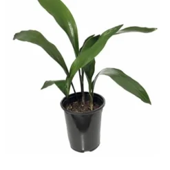 Cast Iron Plant - 6 Pack Of 1 Gallon Pots -Outlet Aegis Garden Store Cast iron Plant 20