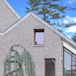 Serpentine Weeping Blue Atlas Cedar - 5 Gallon Pot