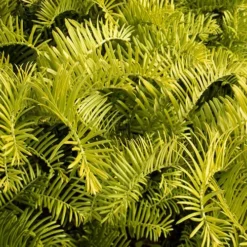 Golden Dragon Plum Yew (Cephalotaxus Harringtonia) - 5 Pack Of Quart Pots -Outlet Aegis Garden Store Cephalotaxus Yew Golden Dragon 3 3