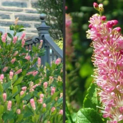 Ruby Spice Summersweet (Clethra) - 3 Gallon Pot -Outlet Aegis Garden Store Clethra Ruby Spice 2